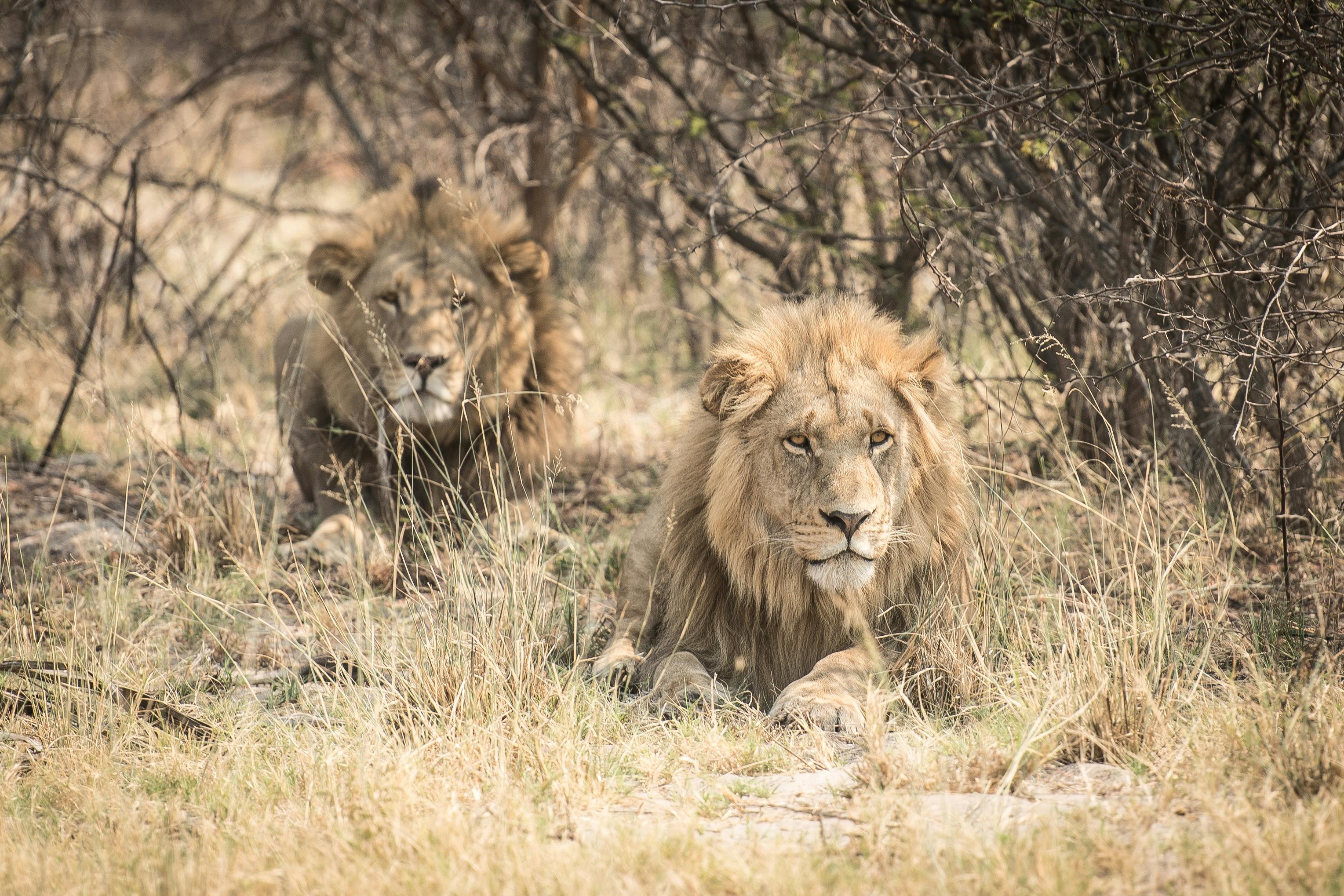 Lion Botswana